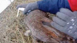 ушной клещ. лечение и профилактика