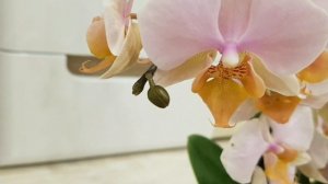 Орхидея ТУЛЬКАН Phalaenopsis TULCAN цветение орхидеи тулкан orchid orchids фаленопсис