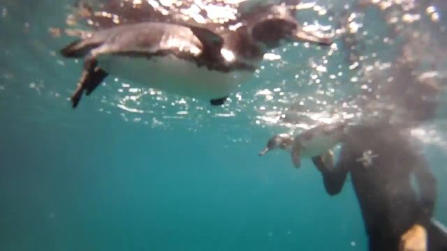 Galapagos: Snorkeling with Penguins and Crabs смотреть онлайн