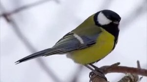 Голоса птиц России