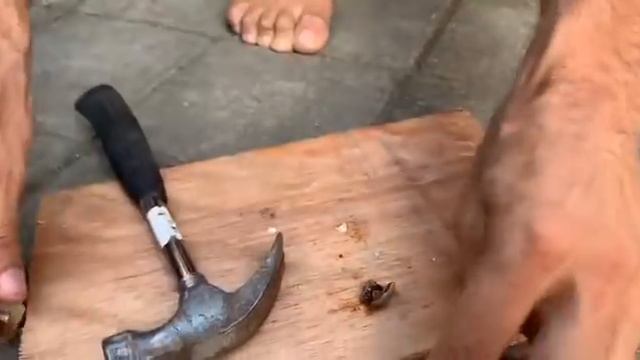 Bali. Лущение собственноручно собранных орехов кешью смотреть онлайн