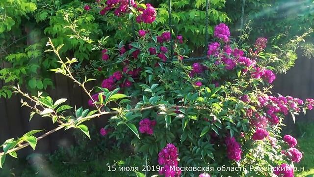 Обзор розы  Перенниал Блю Плетистая Perennial Blue (Tantau 2007)