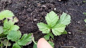 КНЯЖЕНИКА.Секреты посадки и выращивания ягод и саженцев питомника Княженики морошки садовой.