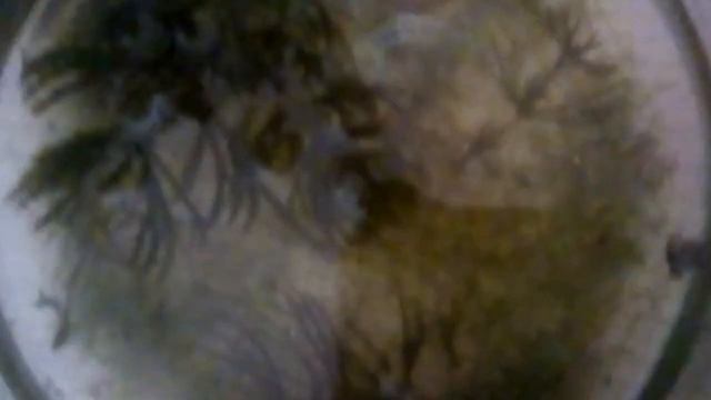 Что случилось з водой з Альты спустя 1 месяц.🔬