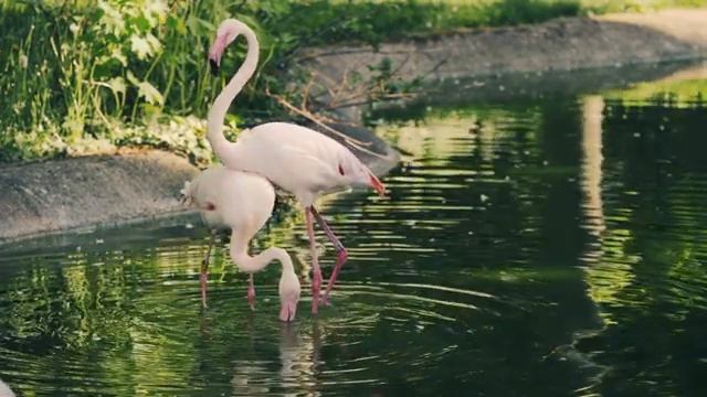 Andy Garcia ft. Barbatuques & Rita Moreno - Beautiful Creatures (Extended/Long version) смотреть онлайн