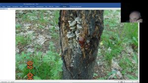 Садовод Железов. Морозобоины лечить не надо.