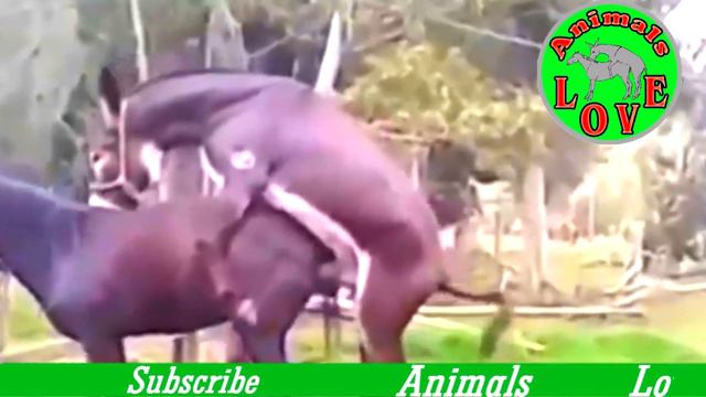 donkey mating New Donkeys mating video Animals Love تزاوج الحمير تزاوج الح смотреть онлайн