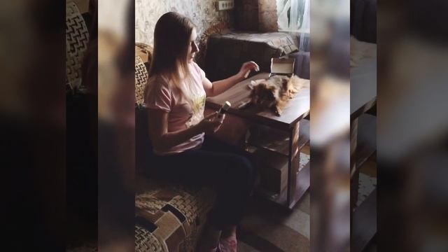 Точилка для когтей животных с Aliexpress смотреть онлайн