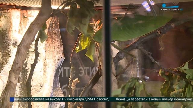 Выставка редких беспозвоночных в Ленинградском зоопарке смотреть онлайн
