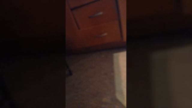 Щенок немецкой овчарки #1.5месяца#приучаем е туалету смотреть онлайн
