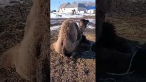 Спаривание верблюдов, Түйе шөгеру