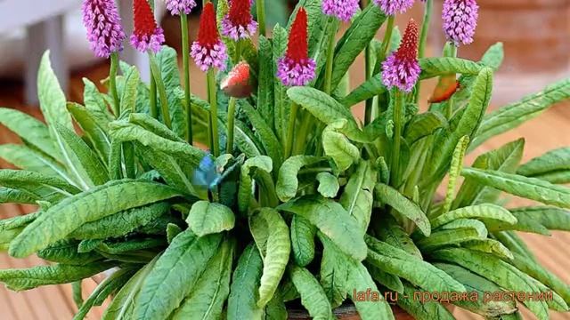 Примула высокая Виаля (орхидная) (primula) ? обзор: как сажать, саженцы примулы Виаля (орхидная) смотреть онлайн