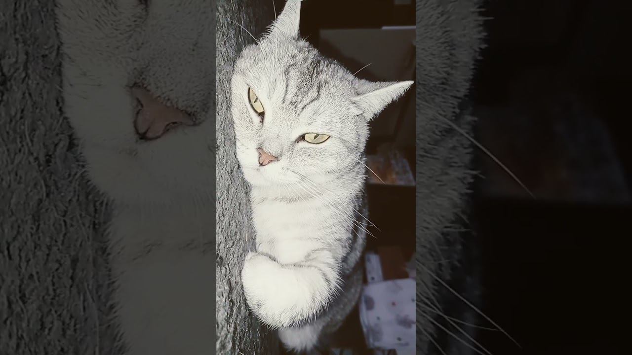 #shorts #рекомендации #котики #лайк #подписка #коттитар #выбери #котята #whiskas #шарик #кошарик смотреть онлайн