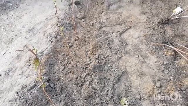 Пасадка малины весной в траншеи. смотреть онлайн