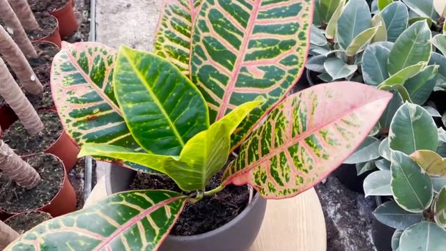 Croton Petra | Live from the Nursery Series смотреть онлайн
