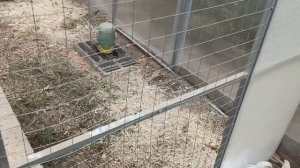 Содержание индоуток \ Зимовка индоуток