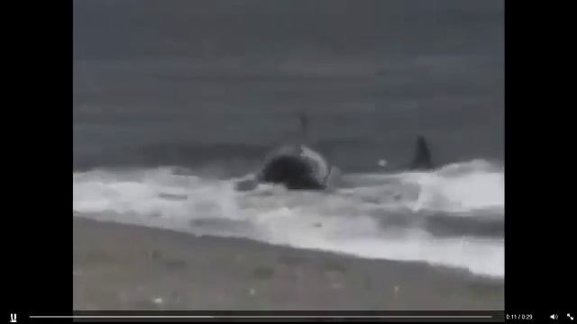 Жуткое смертельное нападение животного на человека смотреть онлайн