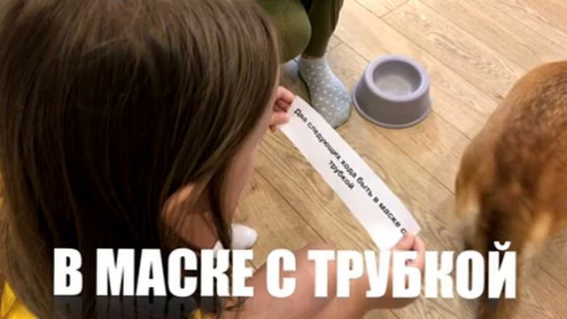 Челлендж Корги решает. Собака выбирает что делать её хозяину. Смотрите всей семьёй. смотреть онлайн