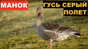 ?ГОЛОС (МАНОК) ГУСЬ СЕРЫЙ ПОЛЕТ