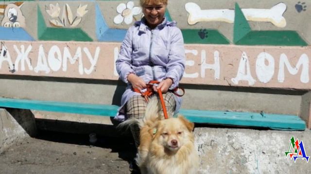 Хозяин отказался от верного песика, попавшего под колеса автомобиля смотреть онлайн