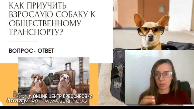 Как приучить собаку к транспорту? Как научить собаку ездить в тролейбусе, автобусе, машине смотреть онлайн