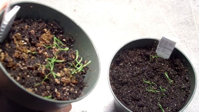 Darlingtonia Californica (Cobra Lilly) Update смотреть онлайн