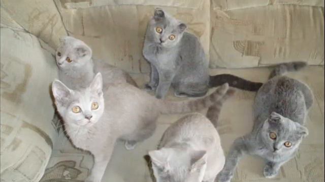 british scotish cats смотреть онлайн