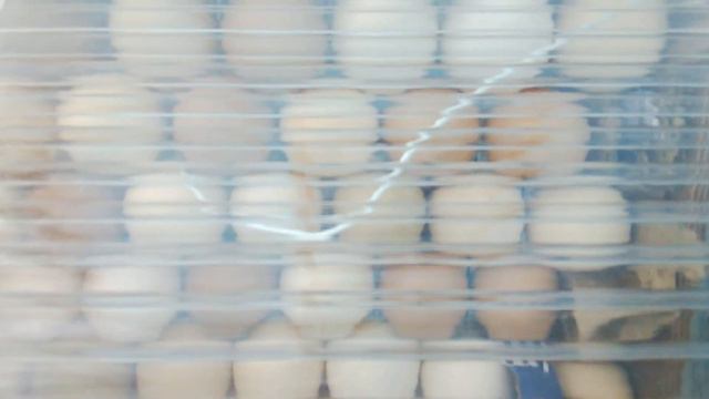 Инкубация яиц 17 день. смотреть онлайн
