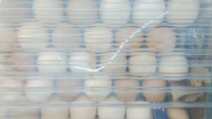 Инкубация яиц 17 день.