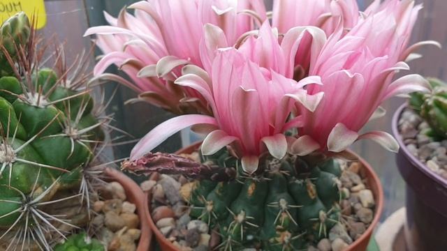 Hybrid Echinopsis flowers have opened up. смотреть онлайн