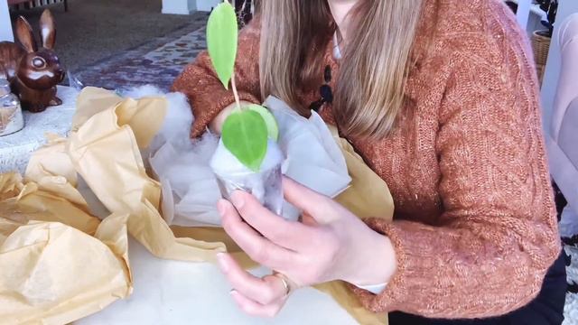 Hoya Plant Unboxing