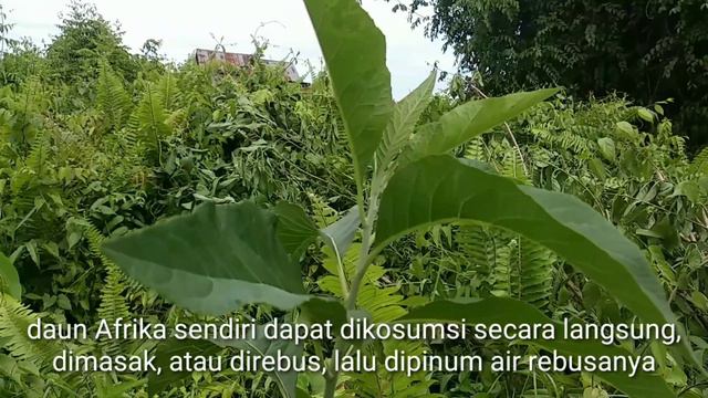 Ciri fisik tanaman daun Afrika ( Vernonia amygdalina ) смотреть онлайн