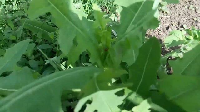 Ура! Огурец зацвёл.