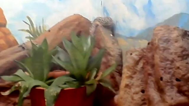 Змея в зоопарке новосибирске смотреть онлайн