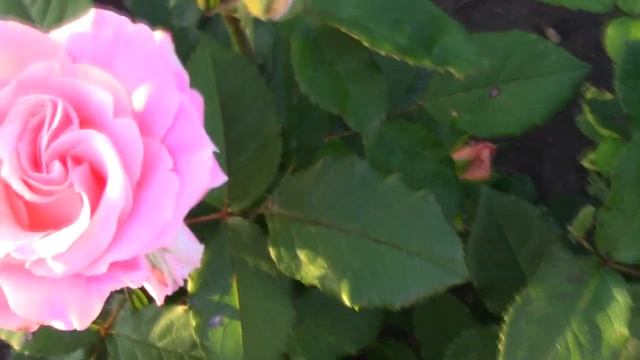 Розовый рай Антонины. Молодой розарий прекрасных сортов роз. смотреть онлайн