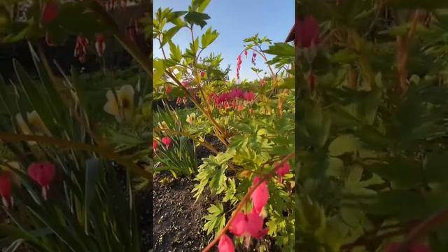 Дицентра (разбитое сердце) смотреть онлайн