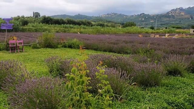 INSTAX SQ1 Vs INSTAX SQ40 : QUALE SCEGLIERE?