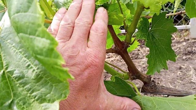 Куст винограда Дашуня после урожая на второй год. 5 июня 2022. Белгород смотреть онлайн