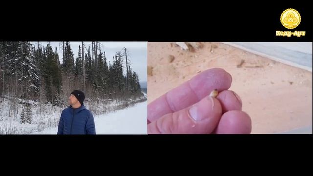 Сухой лес или миф о сухостойной сосне. Кело дом или Дом из кедра? #КедрАрт смотреть онлайн