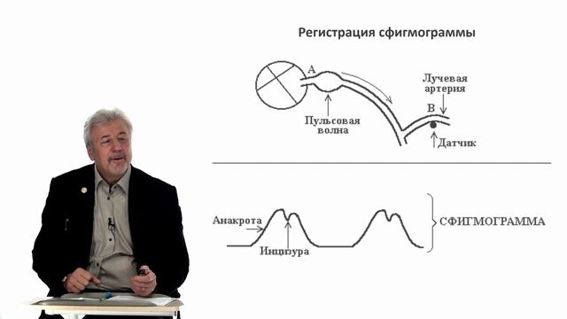 Евсеев А.В. Нормальная физиология. Лекция №18. Движение крови по венам. Периферический кровоток.202 смотреть онлайн