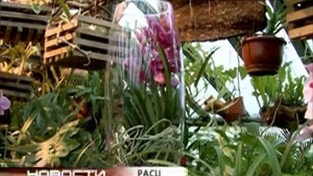 2012 02 01 botan sad orchid 1 смотреть онлайн