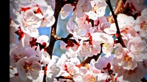 Весенние цветы. Слайдшоу.