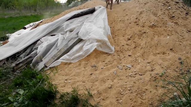 11.05.15г. Гриффоны на прогулке - 4.