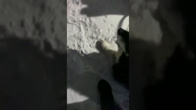 Поездка на машине из Москвы в Териберку. Северное сияние. Киты смотреть онлайн