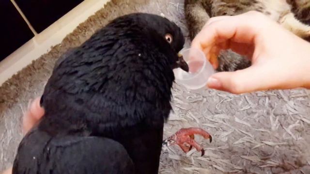 ВЫХАЖИВАЕМ ЗАМЕРЗШЕГО ГОЛУБЯ!!! ЧАСТЬ 1 смотреть онлайн