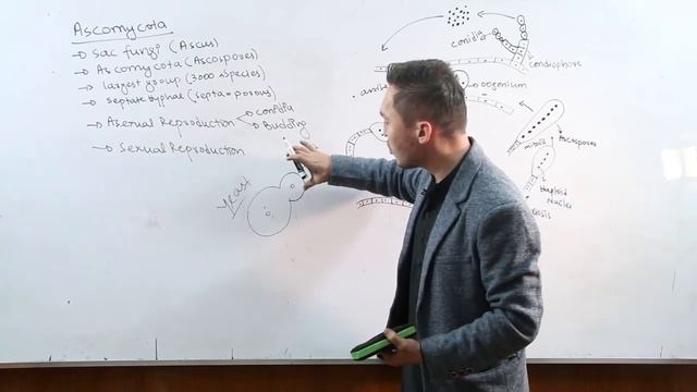 Ascomycota смотреть онлайн