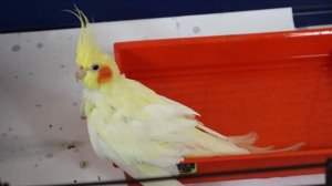 Попугай корелла – уход и содержание в домашних условиях