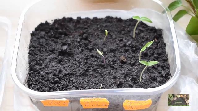 Как вырастить острый перец. Посев и пересадка. 2020 смотреть онлайн