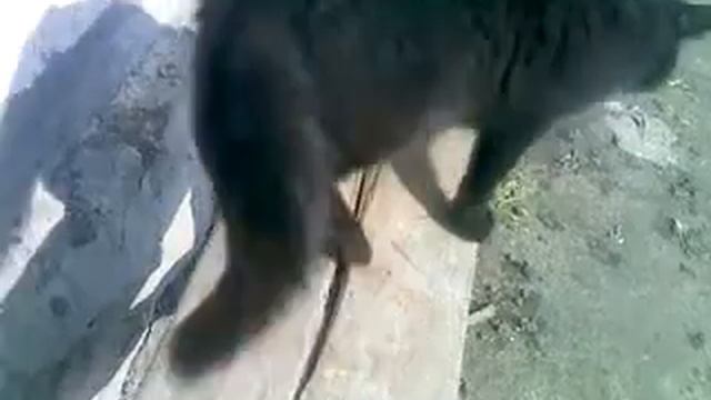 Голосистый и нервный кот!!Прикольно. смотреть онлайн