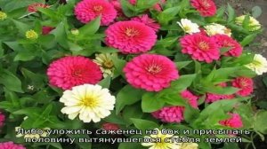 Что делать, если рассада циннии вытянулась?